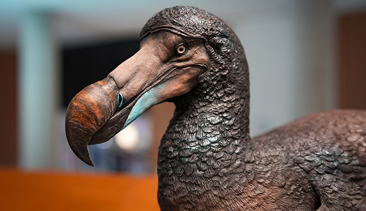 A close up of a modern reconstruction of a dodo. 