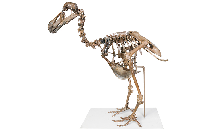 A dodo skeleton on a white background. 