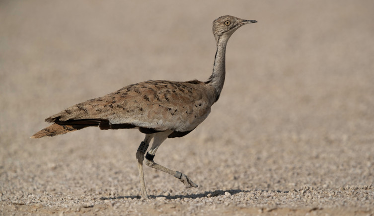 A brown Houbara bustard walks across sand