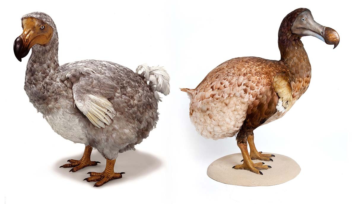 What is a Dodo Bird