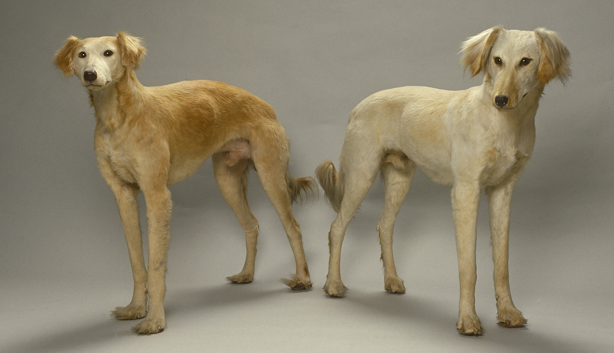 Two dogs from the museum collection