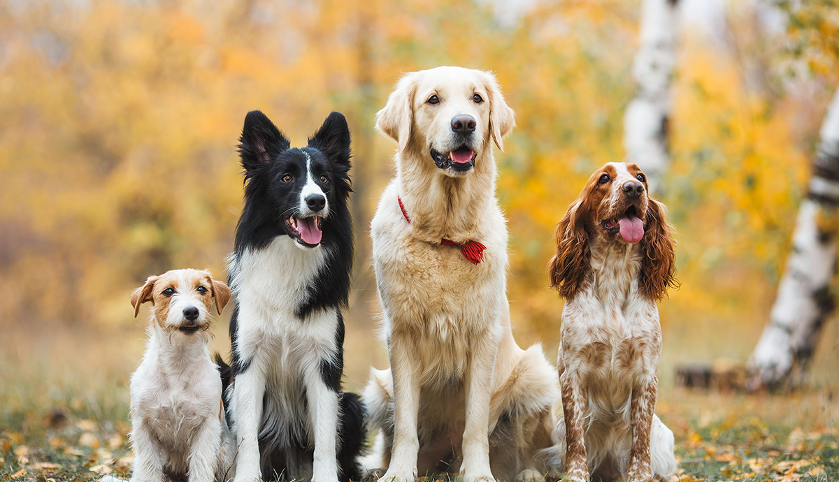 Four dogs sitting in a line looking at the camera