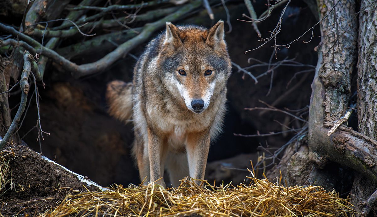 Close up of a wolf looking forward