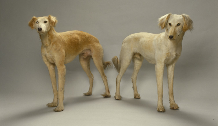 Two taxidermy saluki dogs against a pale background.