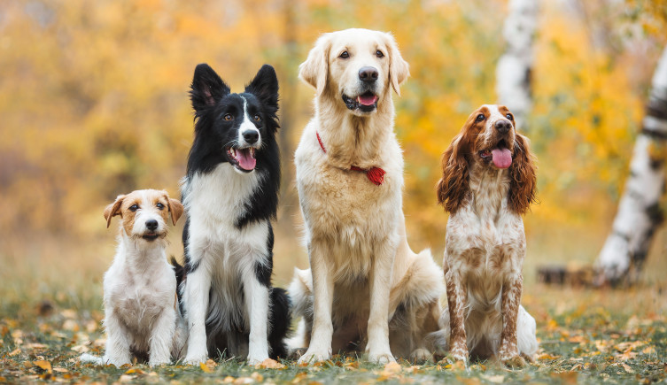 A border collie, spaniel, golden retriever and jack russell stand in a line in an autumnal woodland.
