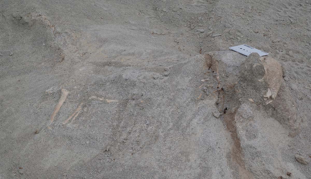 The fossils of Zavacephale rinpoche lie partially excavated in the ground, with the dome on the head and bones of the leg and spine visible.