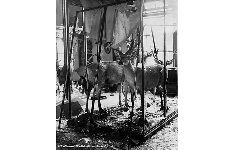 A black and white image of a damaged glass display case containing deer specimens. 