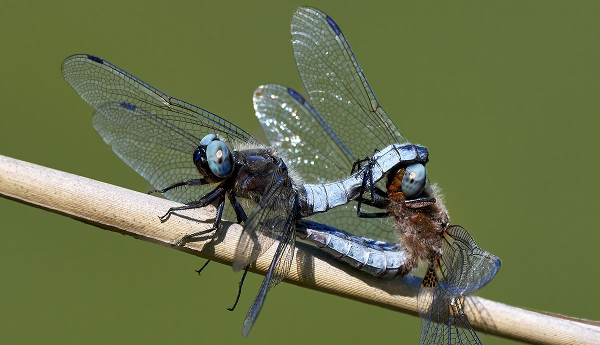 A male and female scarce chaser dragonfly mating. The male is used the claspers at the end of his abdomen to hold the female's head while she curves her body around to the underside of his abdomen.