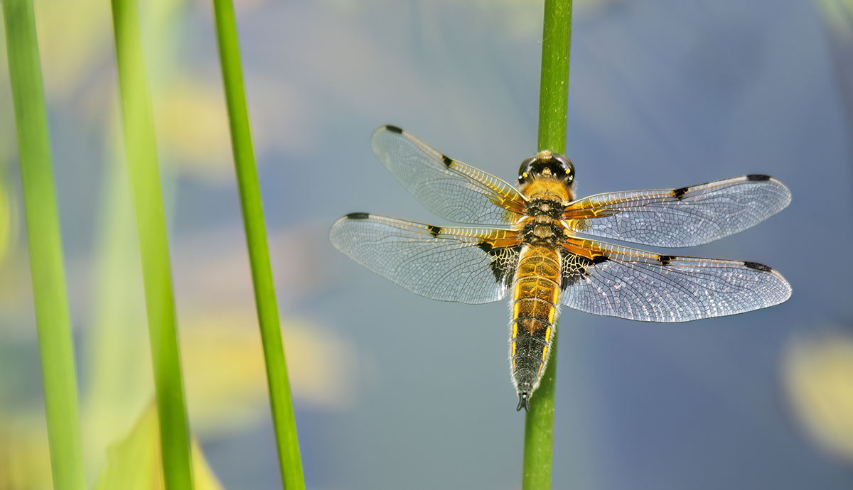 A four-spotted chaser dragonfly perched on a plant overhanging a pond