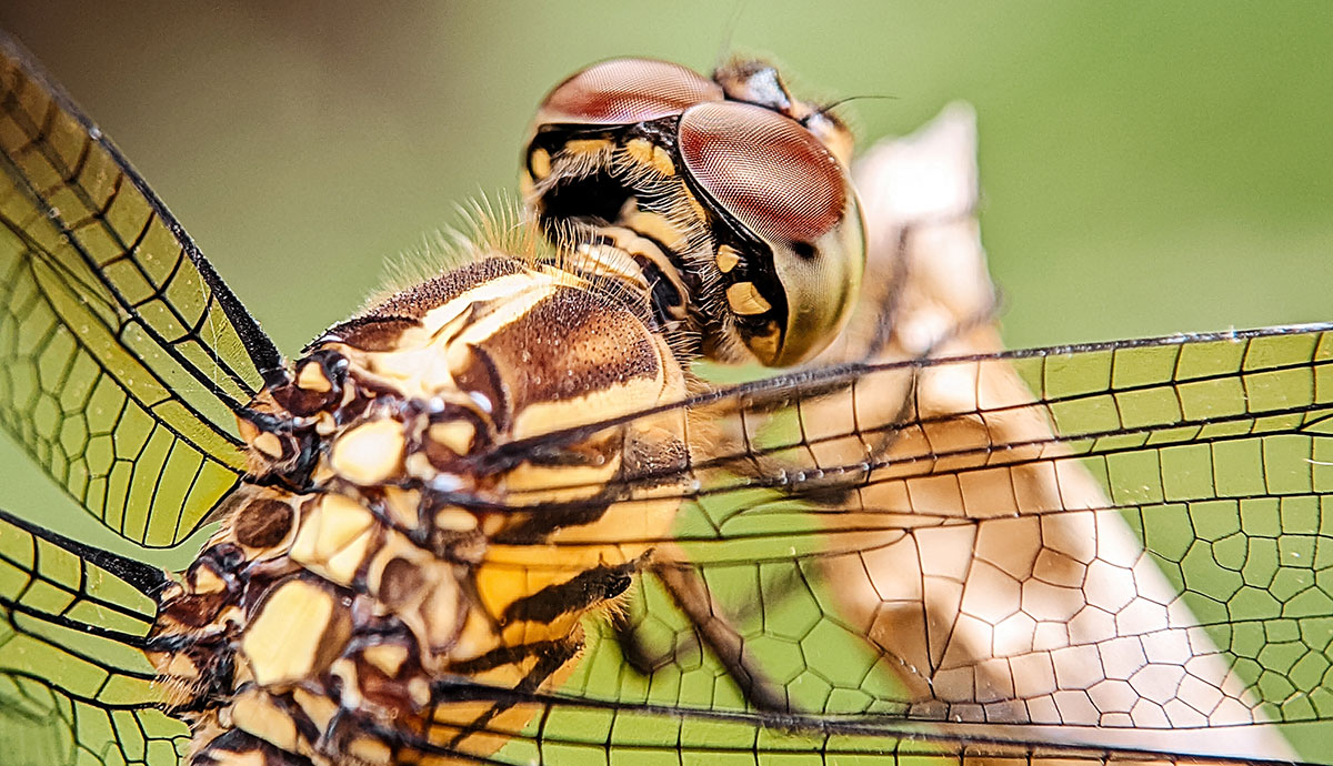 A photo of a dragonfly showing where its wings connect to its back