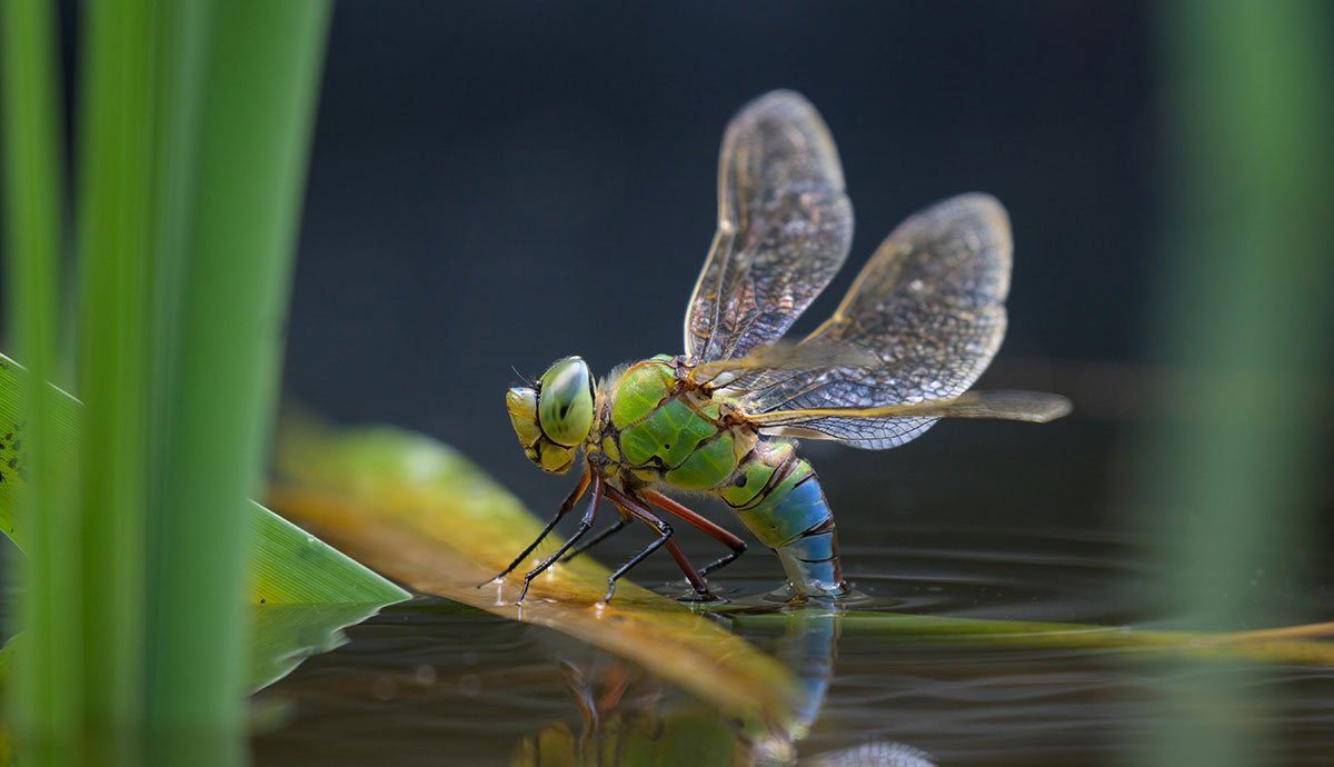 A dragonfly perched on a partially submerged aquatic plant, with the end of its abdomen underwater