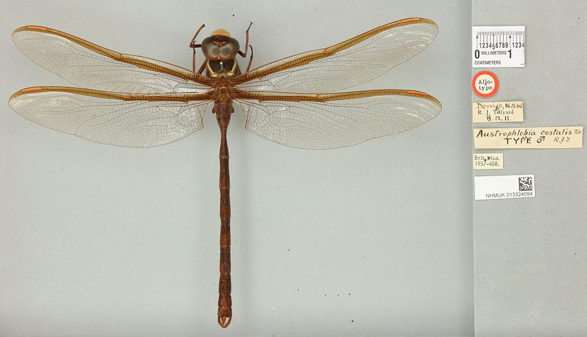 A large, pinned dragonfly specimen with museum labels beside it