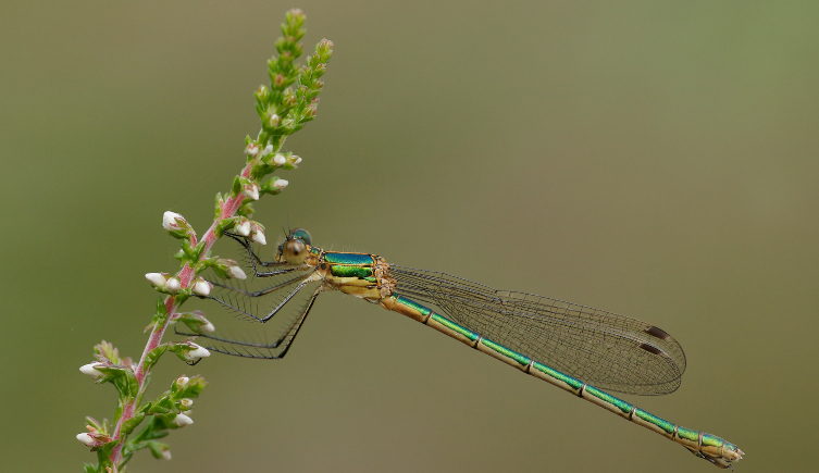 A female emerald damselfly hangs on to a plant