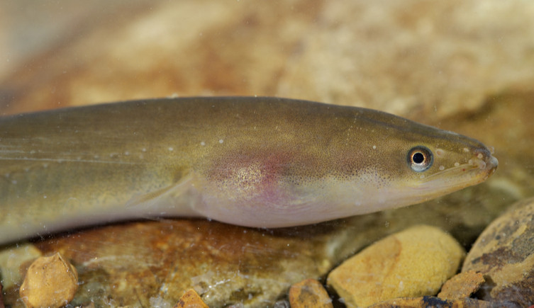 The European eel against a stony backdrop