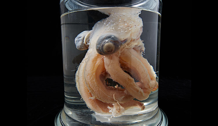 A small Cirroteuthis octopus specimen stored in a jar of clear alcohol