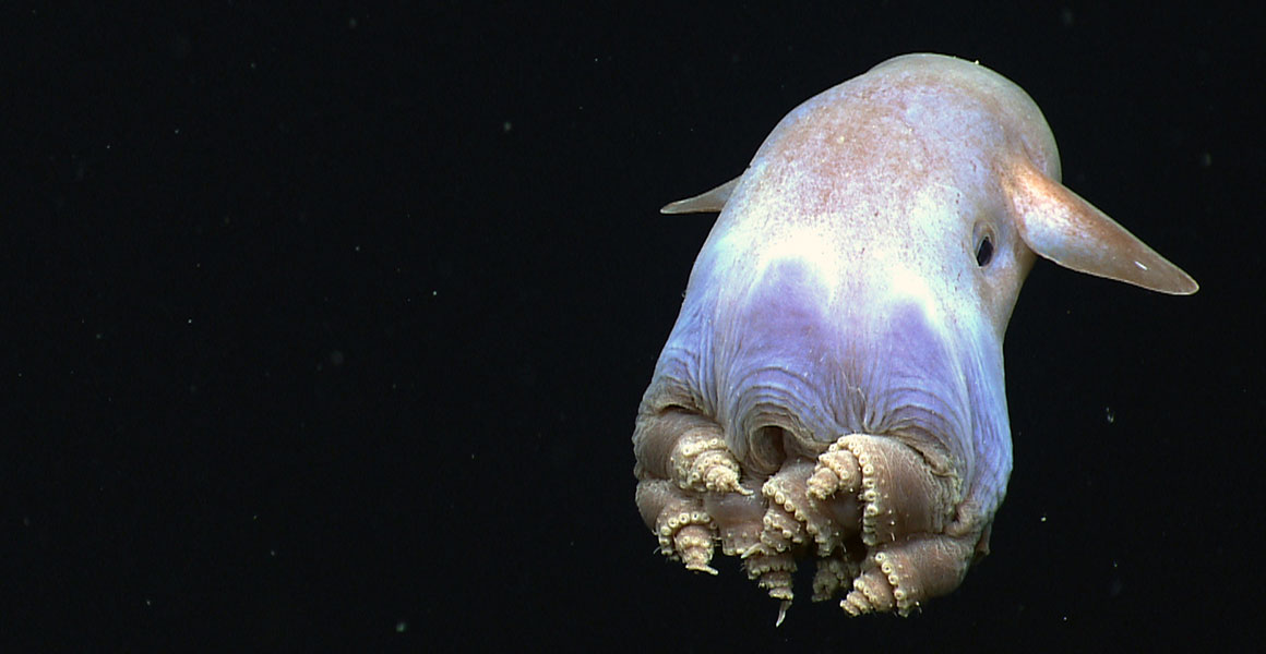 A dumbo octopus in the deep sea