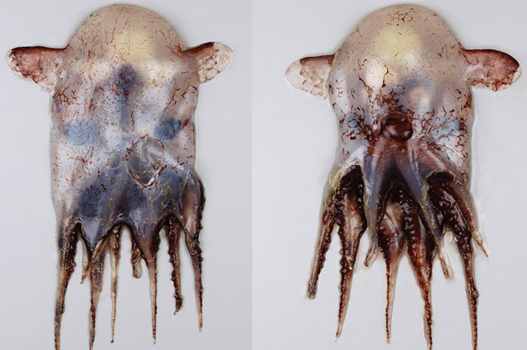A deep sea dumbo octopus specimen