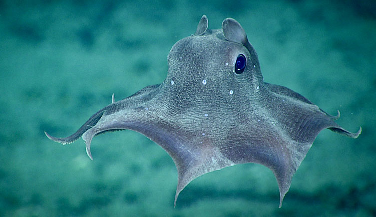 An umbrella octopus displaying the webbing between its arms