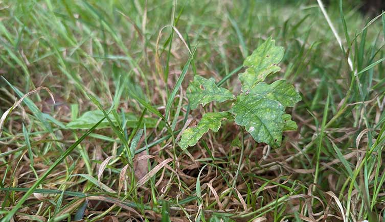A tiny oak seedling poking up through the shaggy grass. 