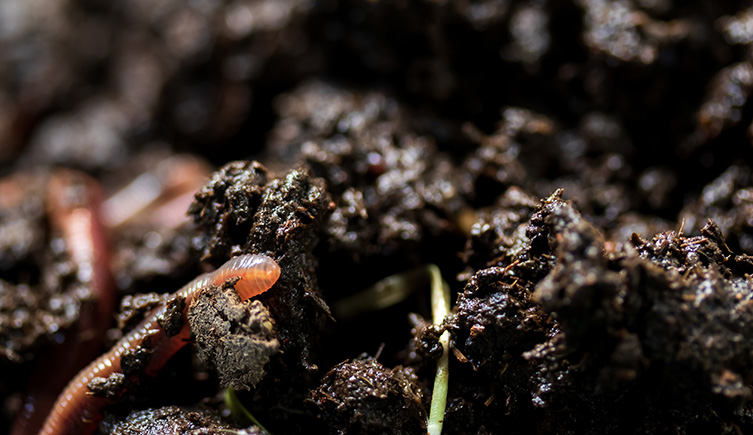 An earth worm moving through the soil. 