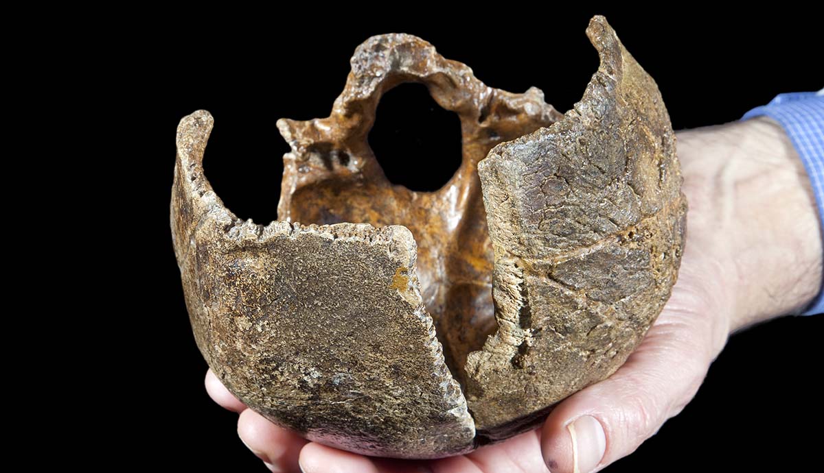The cranium of an ancient human skull being held in a hand. 