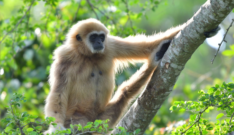 Female lar gibbon sitting in a tree.