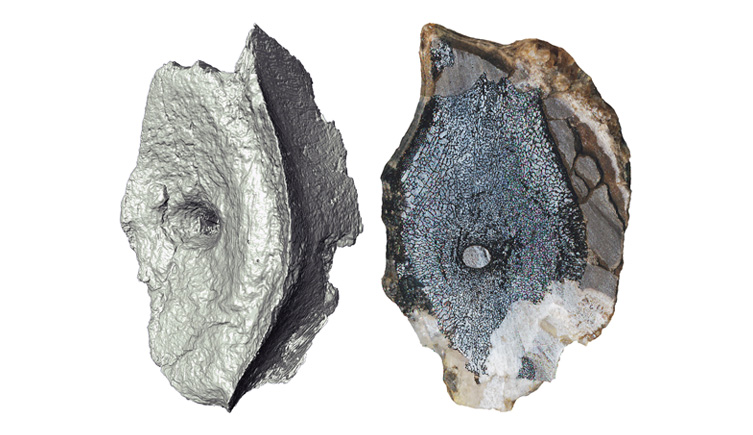 Cross-section showing the internal bone structure of vertebrae from the earliest ichthyosaur