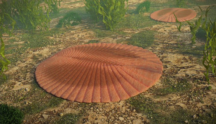 An artist's impression of Dickinsonia on the Ediacaran seabed