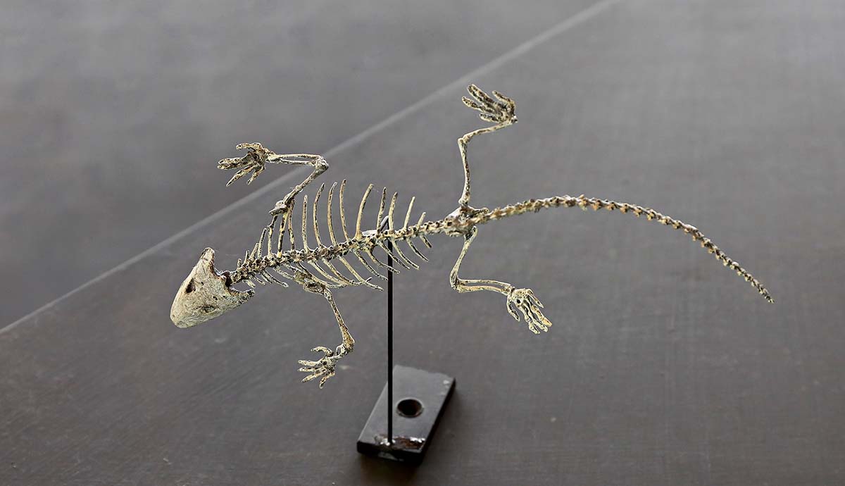 The mounted skeleton of a reptile held on its side by a pole.