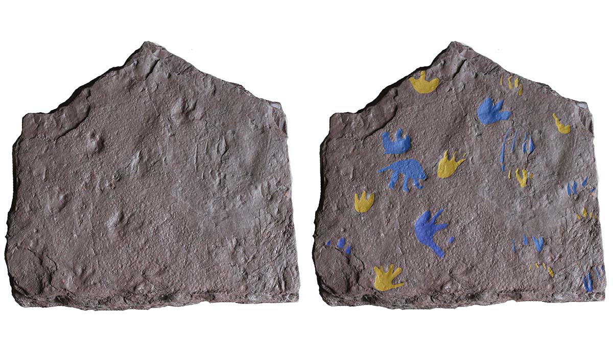 Left - A photo of the slab containing the footprints and right - the same photo with claw and foot marks highlighted.