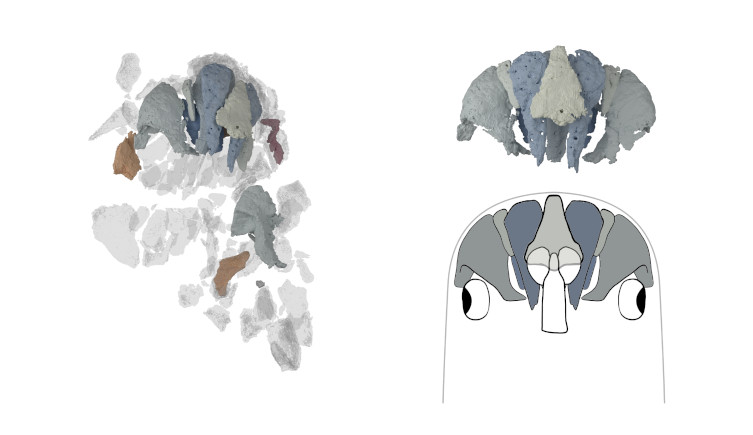 A 3D model of the Eriptychius fossil (left), and the reconstruction of how the bones would have looked in life (right).
