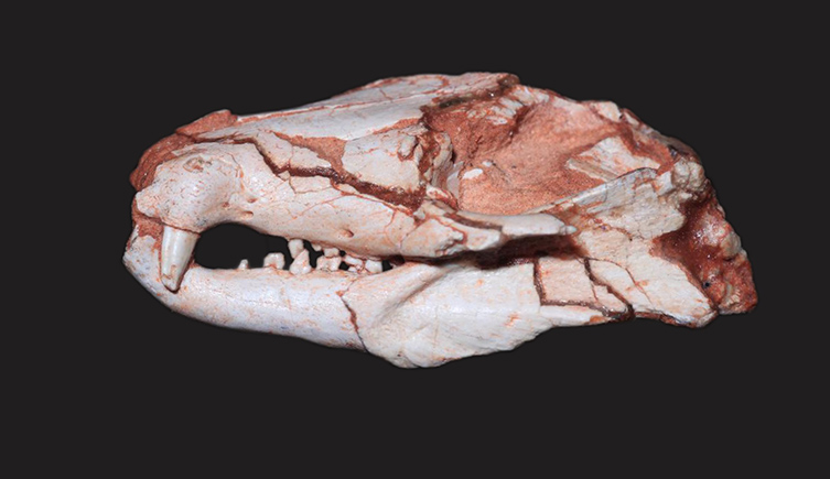 A fossil skull of Brasilodon, showing it's mammal-like appearance. 