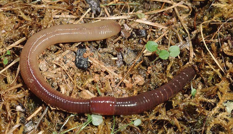 A large earthworm which is pale at one end and darker at the other on a bed of rotting vegetation.