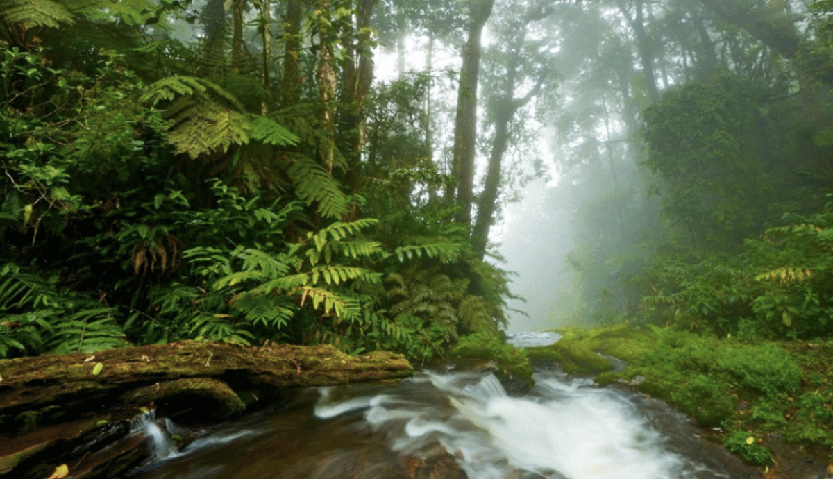 A dense forest with a stream running beneath the canopy.