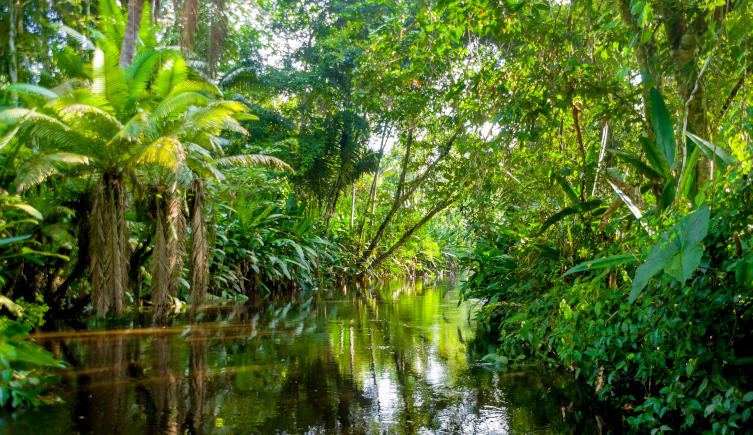 Trees alongside water in the Amazon rainforest