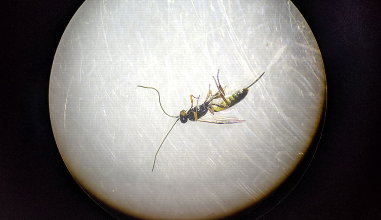 A small wasp seen down the lens of a microscope. 
