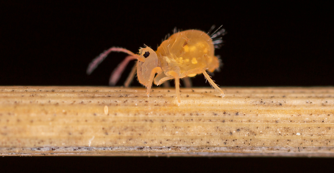 A close up of a springtail walking across a thin plant stalk, it's body is rotund and it has a large head with long antenea