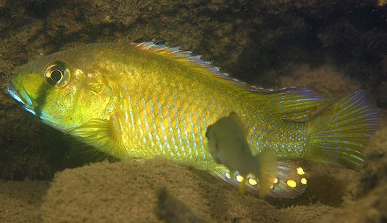 A yellow cichlid fish. 