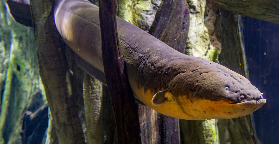 An electric eel swims between submerged tree roots.