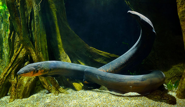 An electric eel inside a freshwater tank at an aquarium