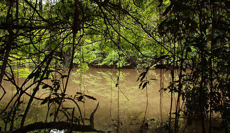 A muddy river and a tangle of jungle vines