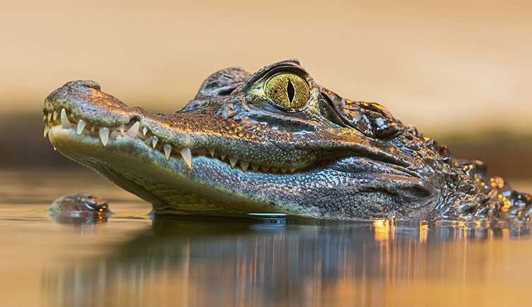 A spectacled caiman holding its head above the water