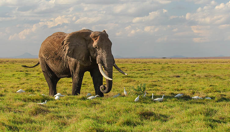 A lone elephant with large tusks standing in grassy savanna. 