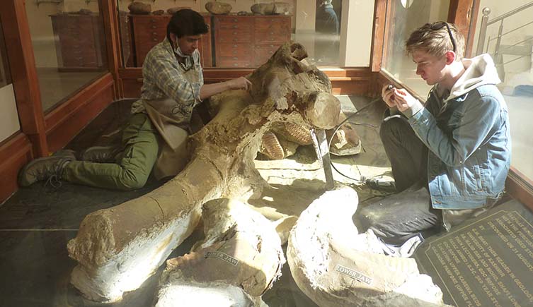 Two scientists examine the skull of Palaeoloxodon turkmenicus in a case at the University of Jammu.