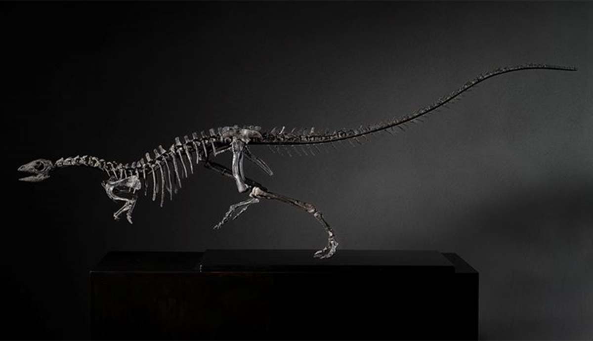 The mounted skeleton of Enigmacursor, depicted in a running pose.