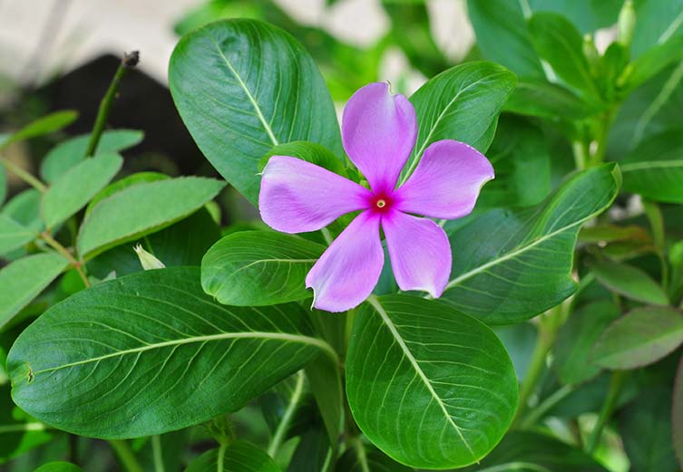 A purple periwinkle flower.