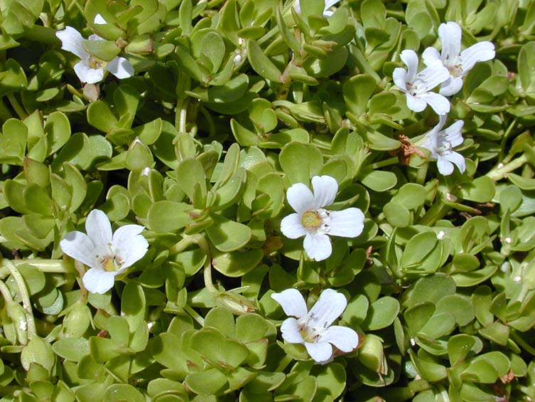 White flowers of a water hyssop plant.