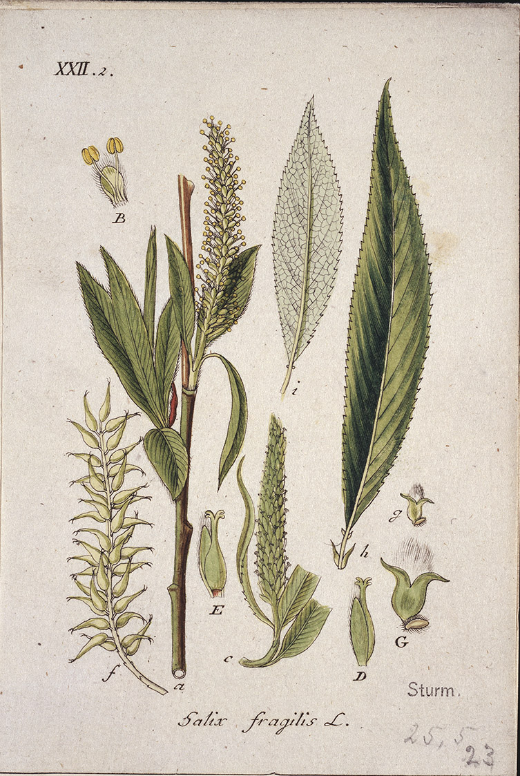 An illustration of willow leaves and twigs.
