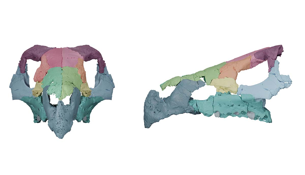 A digital reconstruction of the top half of the skull of Ajkaceratops seen from the front and the side, highlighting its hooked beak.
