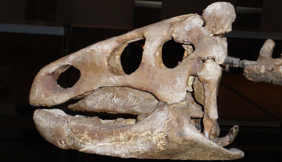 A mounted skull fossil of Ferenceratops shqiperorum, featuring a rounded snout.